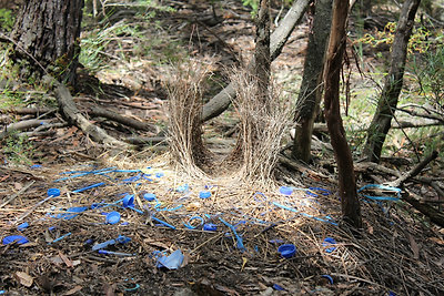 Selyemmadár párcsábító lugasa