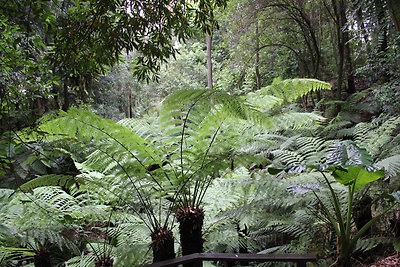 Botanikus Kert - esőerdő sétány