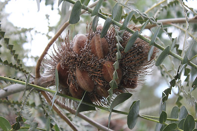Érett Banksia