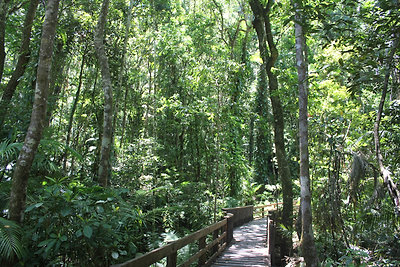 Kiépített sétaút a Daintree Nemzeti Parkban