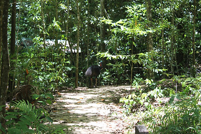 Kasszovári, a harmadik legnagyobb röpképtelen madár a Földön