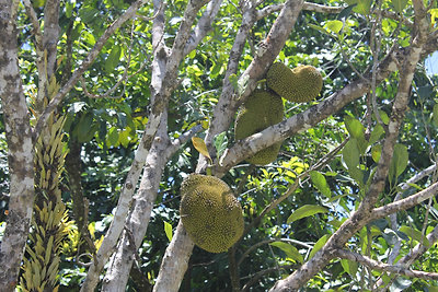 Jákafa (azaz jackfruit)