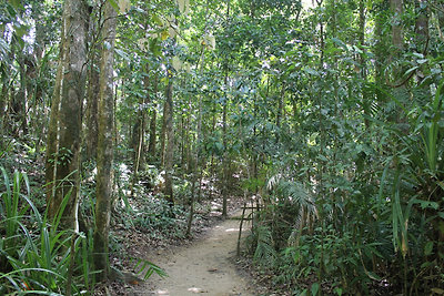 Séta az esőerdőben