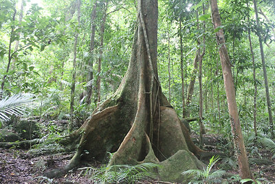 Nem bízza a fa a véletlenre a stabilitást :)