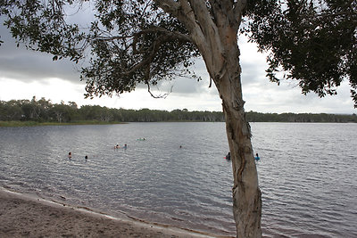 Lake Ainsworth - a vize a teafaolajtól sötétbarna