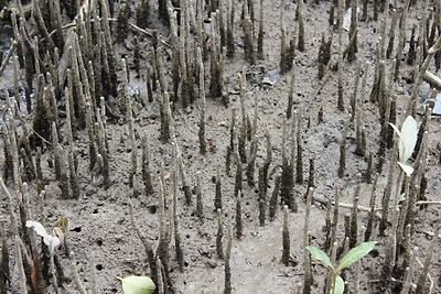 Légzőgyökerek között középen ott a kis rák