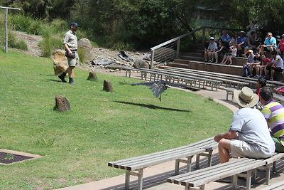 Elég nagyok a szárnyai...