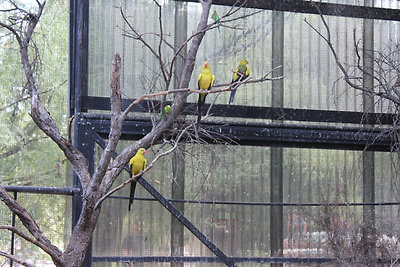 Papagájok minden színösszeállításban