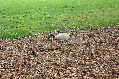 Helyi jellegű galamb.