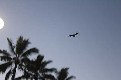 Gyümölcsevő denevér