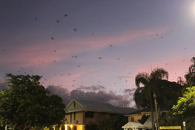 Tömegesen tértek haza a denevérek a hegyek felől a tengerpartra