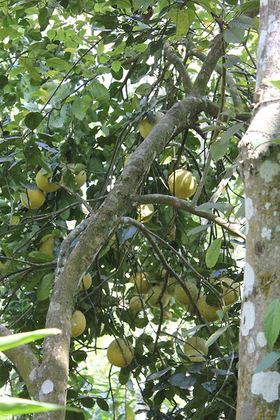 roskadozik a fa a pomelok alatt