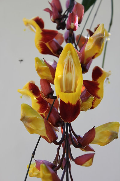 szinte kibuggyan a nektár