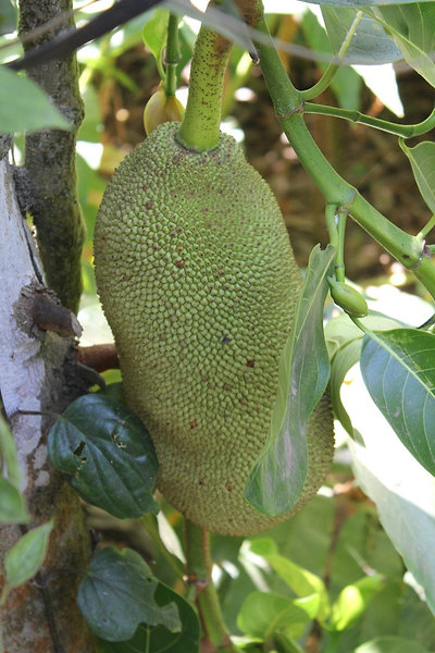jackfruit