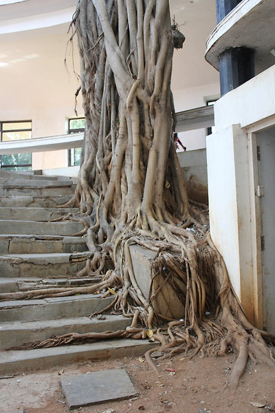 hódít a természet