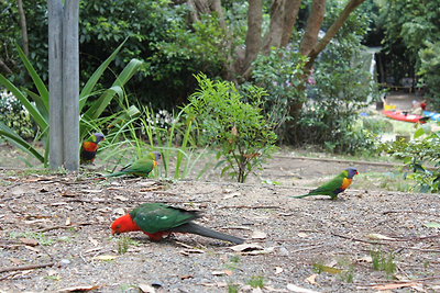 madarak a parkolóban