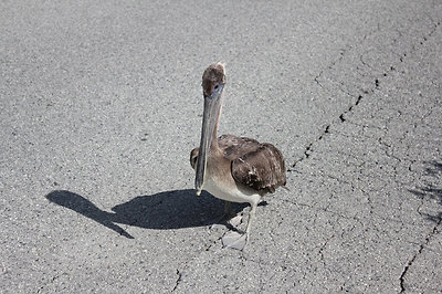 Repülésben elfáradt barna pelikán.