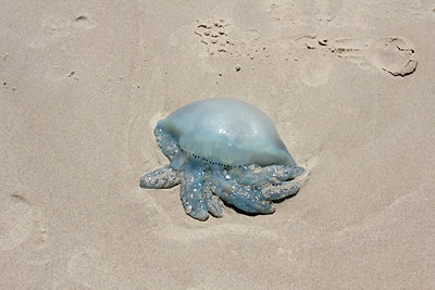 Tele lett a strand velük, ezek is csípnek