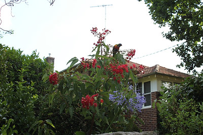 Papagáj! Rengeteg van belőlük.