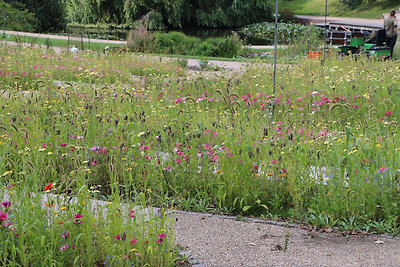 Különböző réti virágok a botanikus kertben.