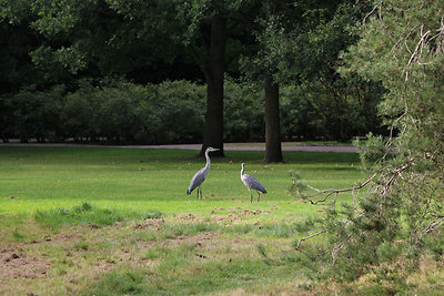 Csütörtök délután: Frederiskberg Have, egy másik park.