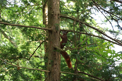 Mint a mókus fent a fán :)