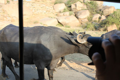 spirálszarvú tehén objektív fejjel