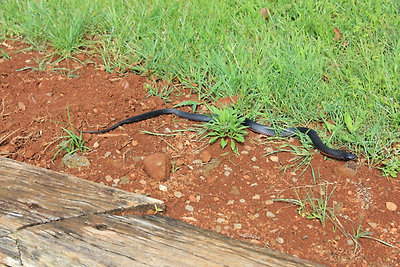 Piros hasú fekete kígyó - ez is mérgező